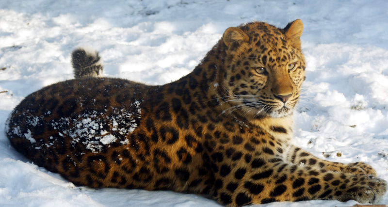 Illustration for article titled Caturday - Panthera pardus Edition